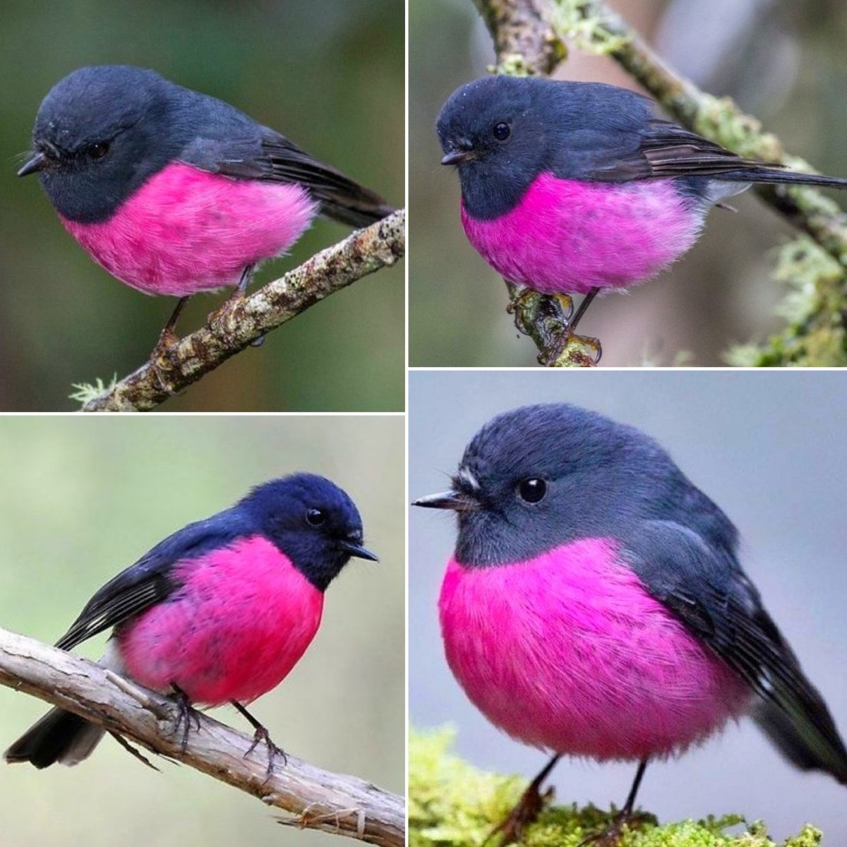 Малиновогруднач петроика