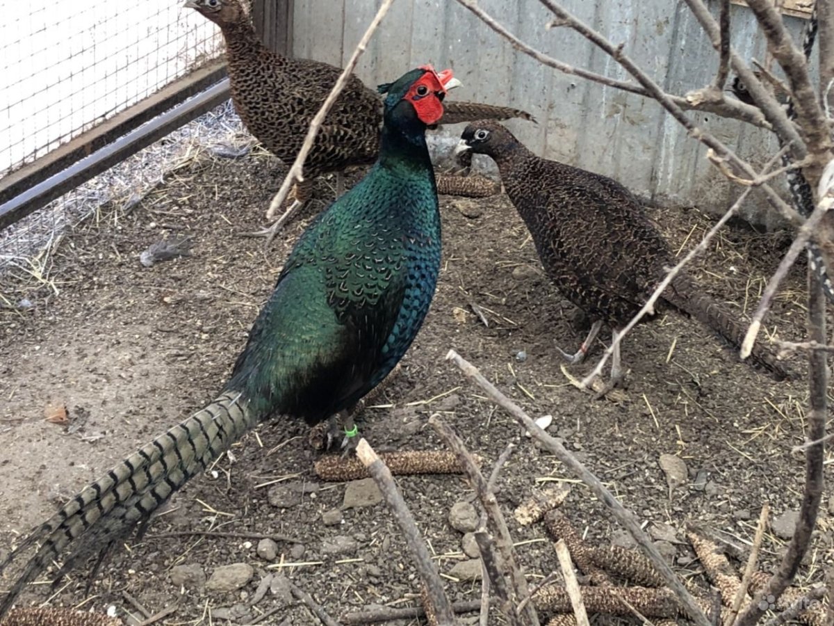 Румынский фазан самка