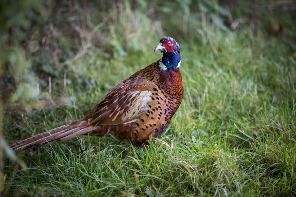 Обыкновенный фазан золотой