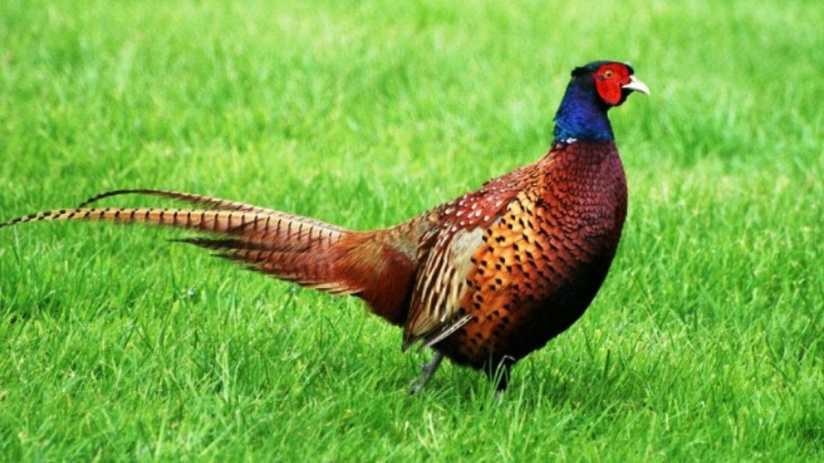 Фазан румынский изумрудный