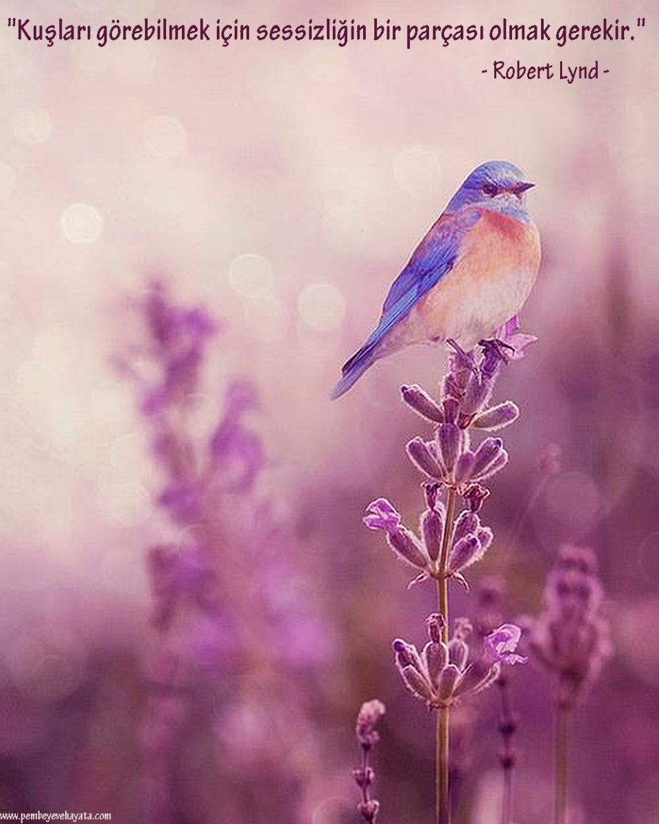 Нежные птицы