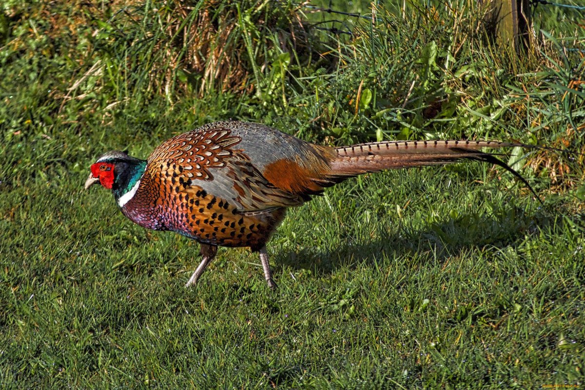 Фазан Микадо