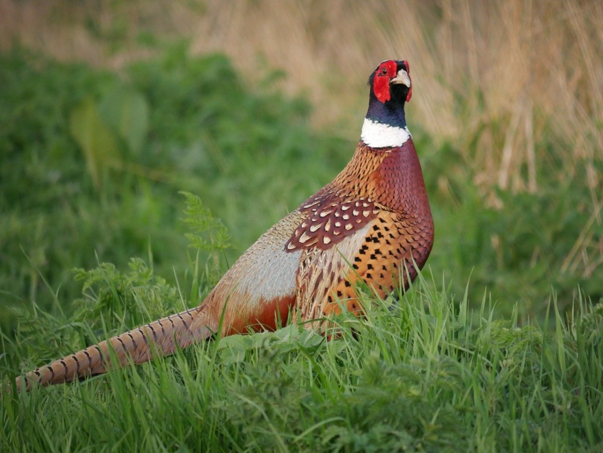 Фазан дикий