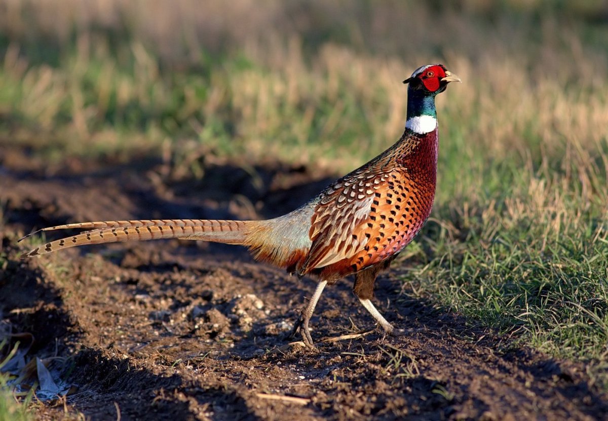 Маньчжурский фазан