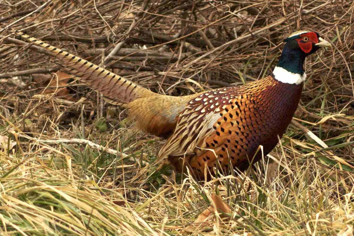 Арчибальд Торберн