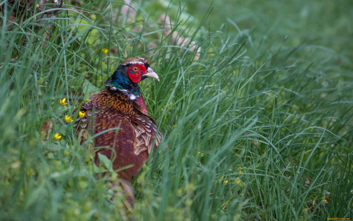Phasianus versicolor