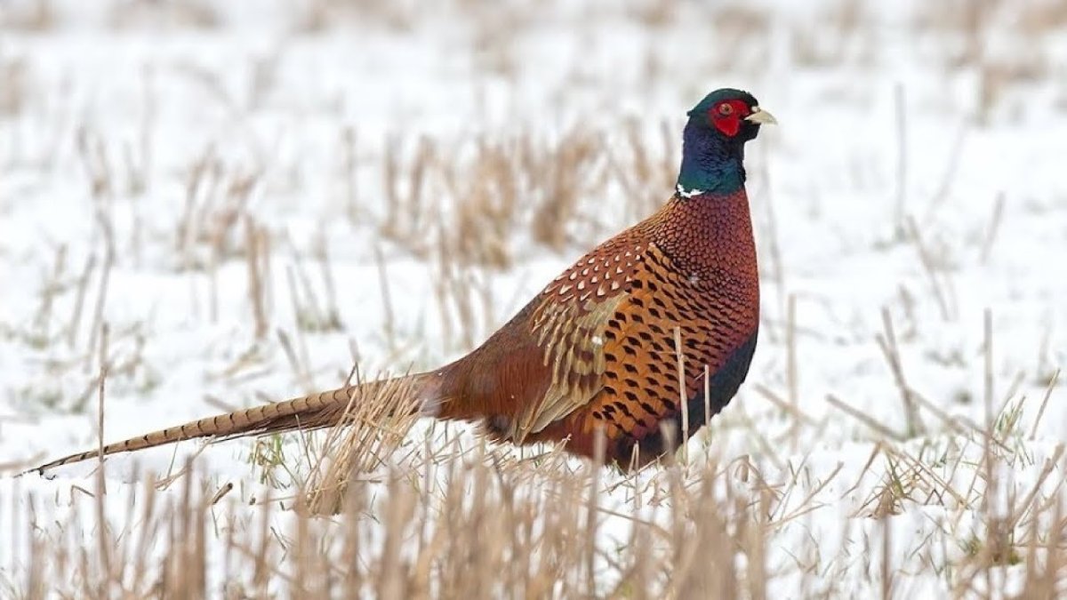 Фазан Дальневосточный