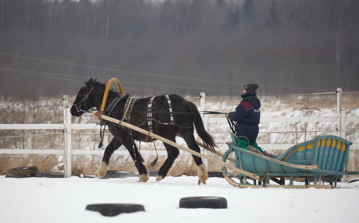 Лошадь запряженная в сани