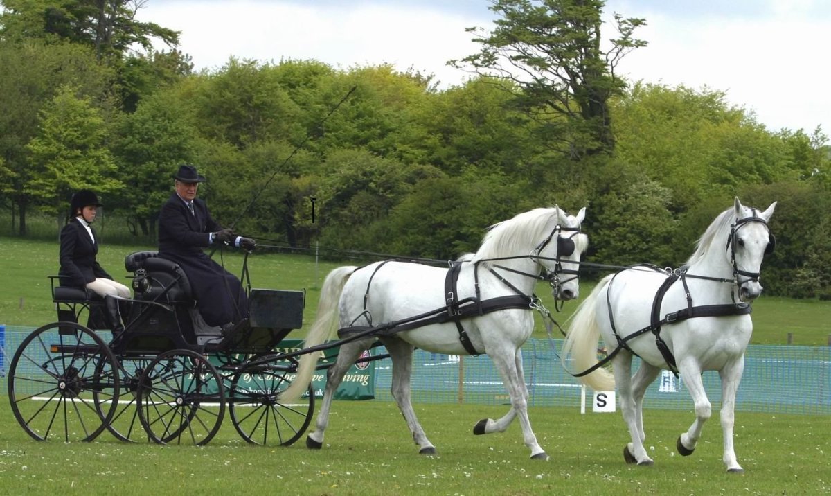 Лошади запряженные цугом