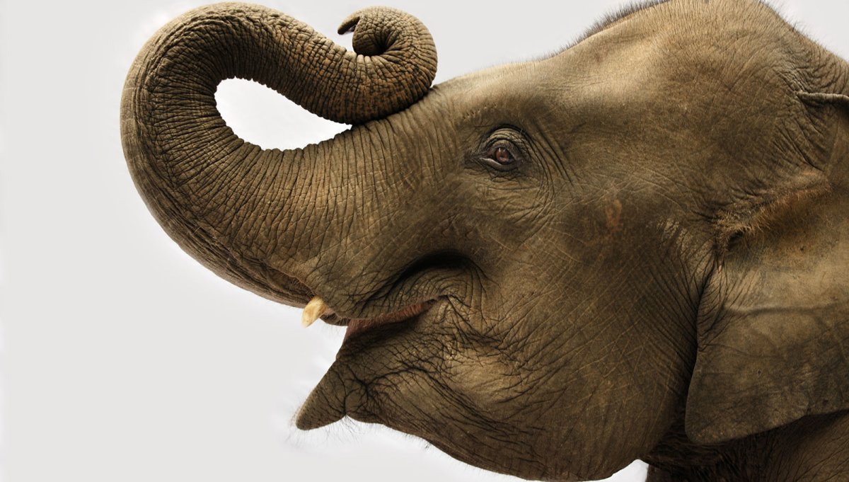 Морда слона в профиль