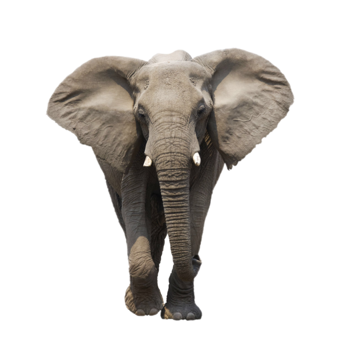 Голова слона