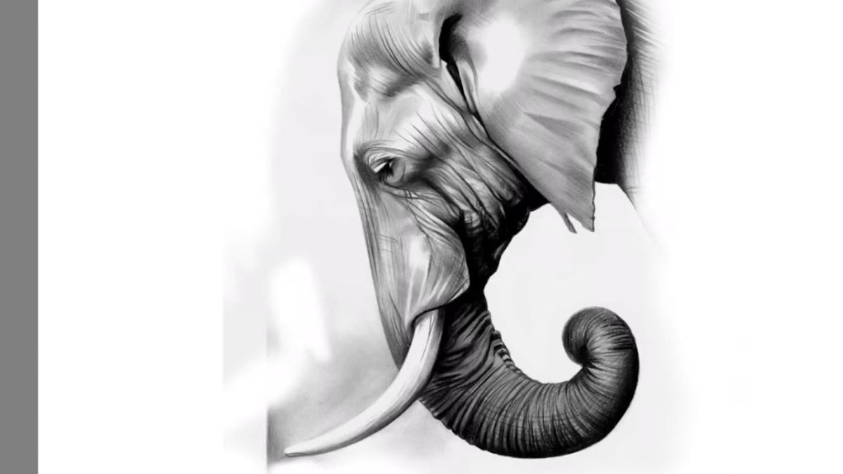 Голова слона в профиль