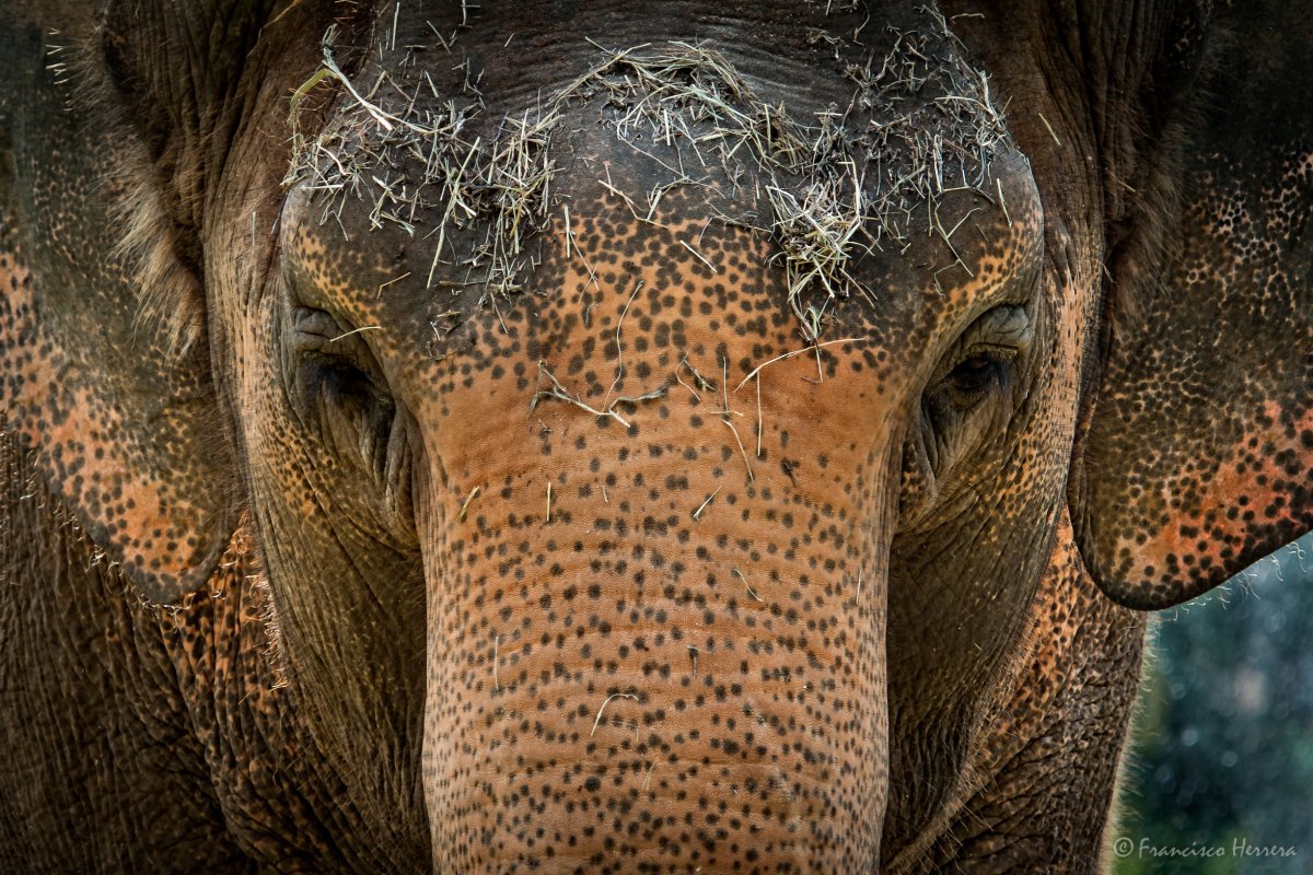 Слон крупным планом