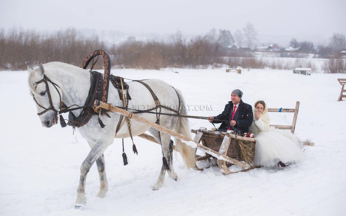 Лошадь с санями