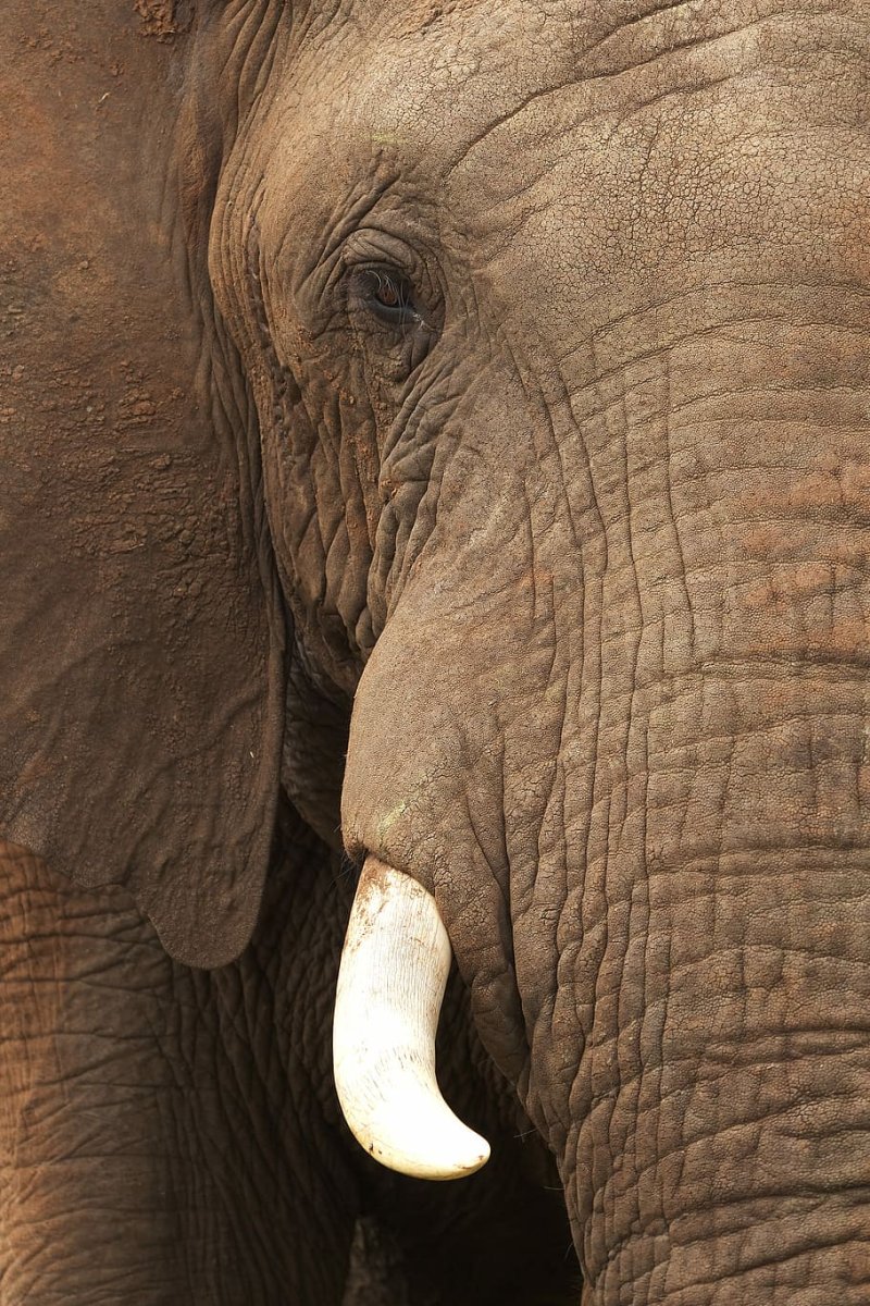 Половина слона