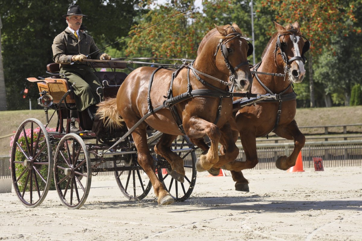 Ремонтная лошадь это