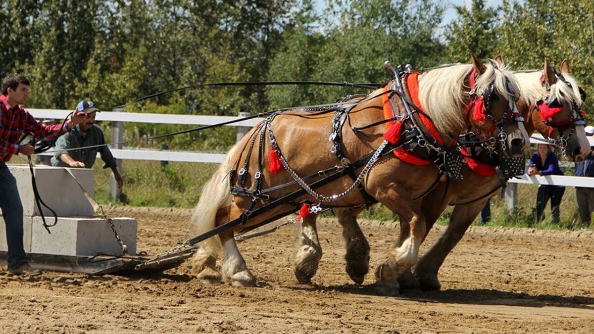 Владимирский тяжеловоз в упряжи
