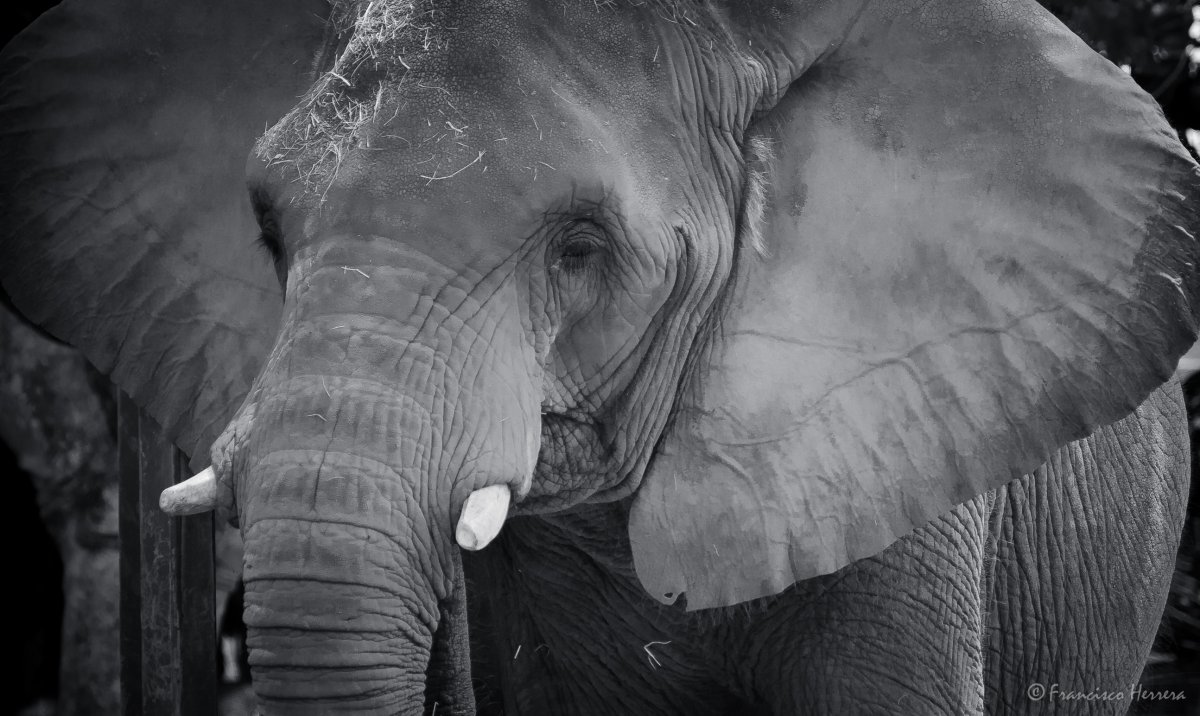 Морда слона крупным планом