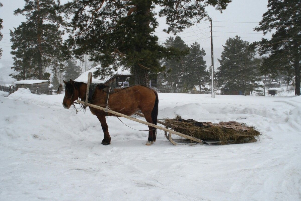 Лошадь с санями