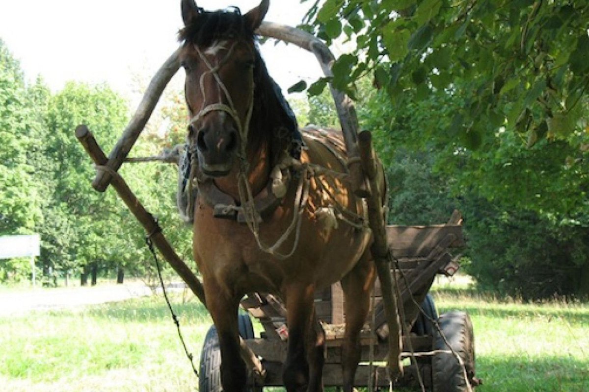 Лошадь запряженная в телегу