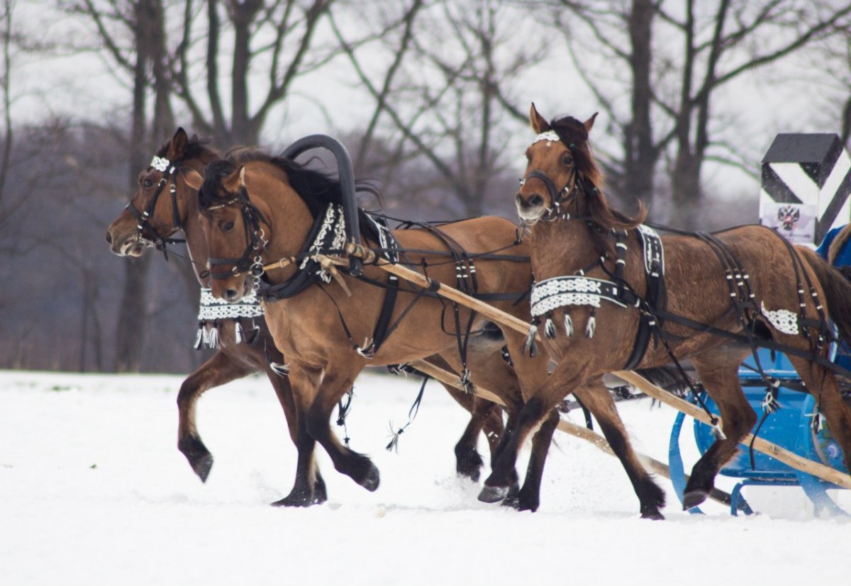 Вятская упряжная лошадь