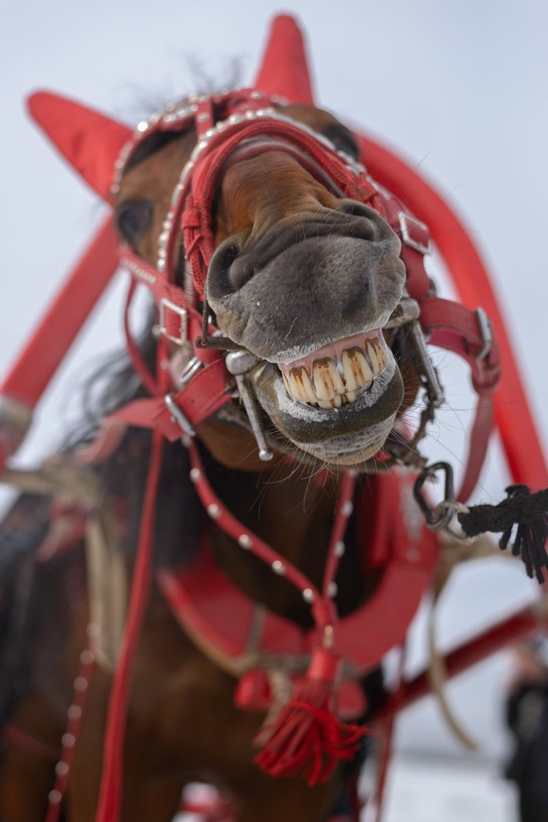 Пароконная запряжка