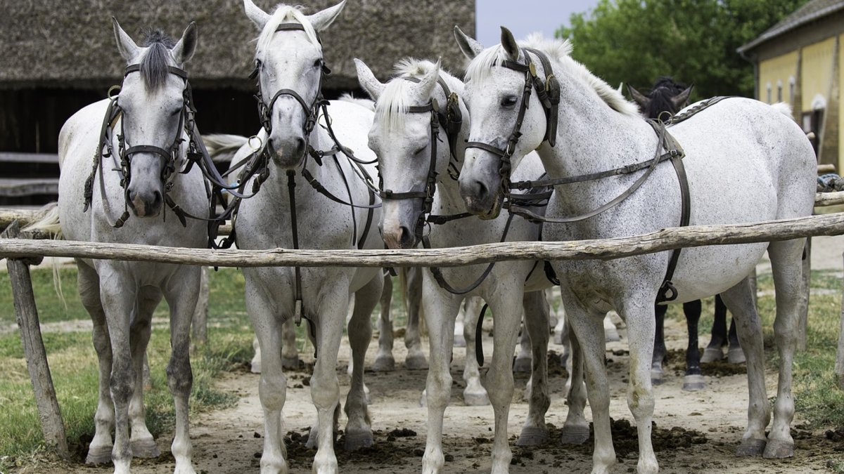 Венгерская теплокровная лошадь серая