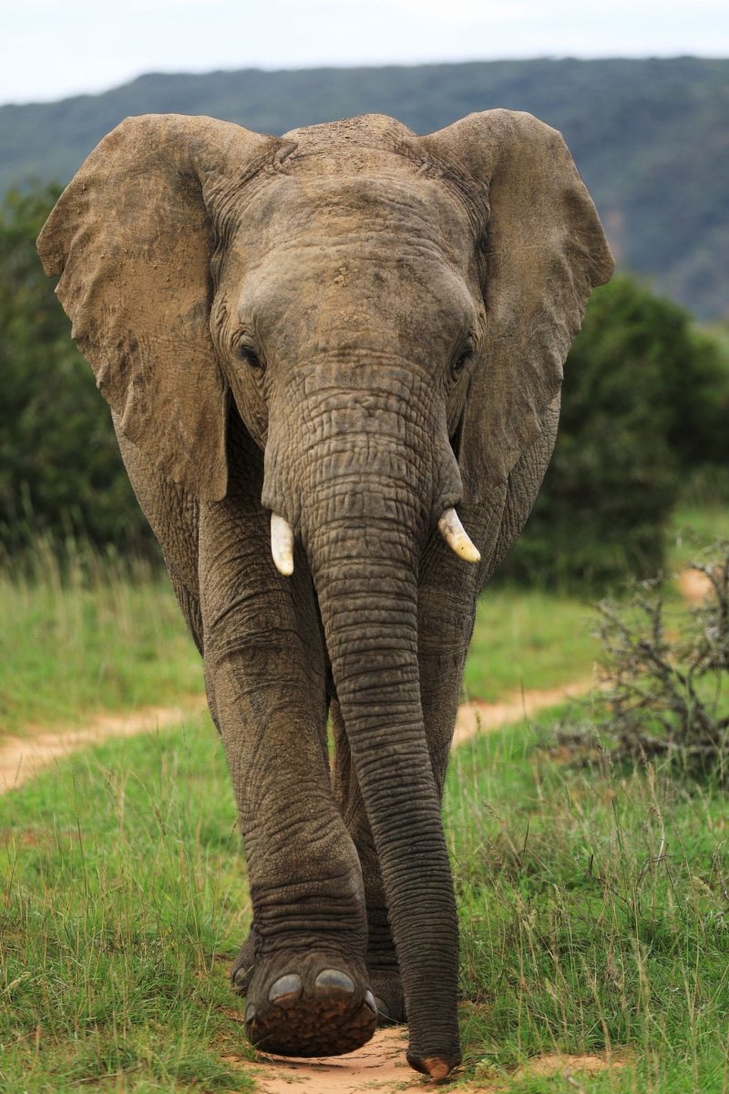 Картун Элефант