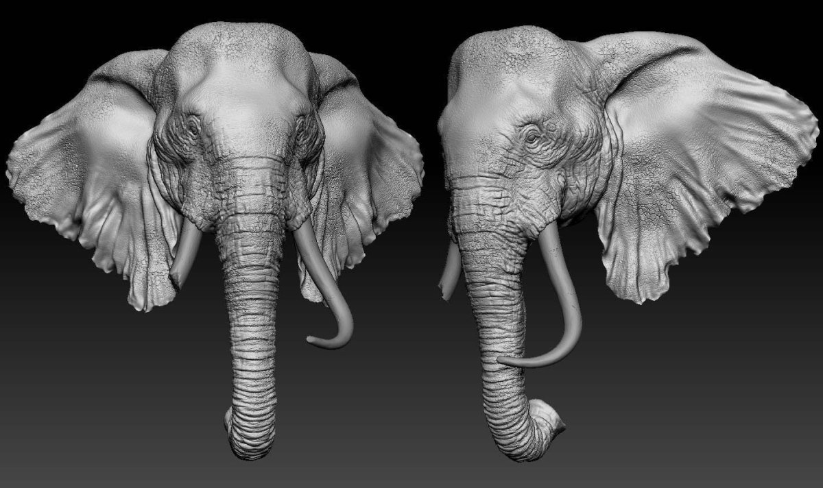 Бивни африканского слона