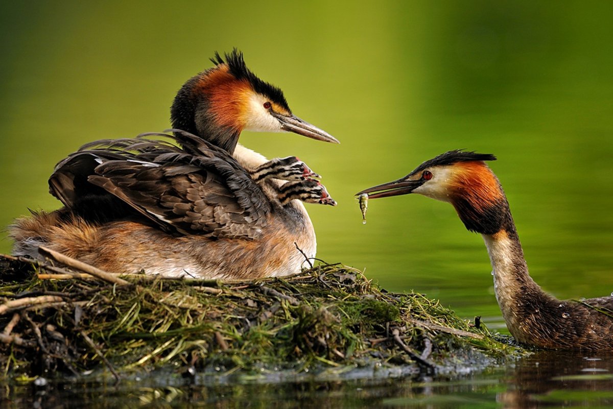 Птицы в дикой природе