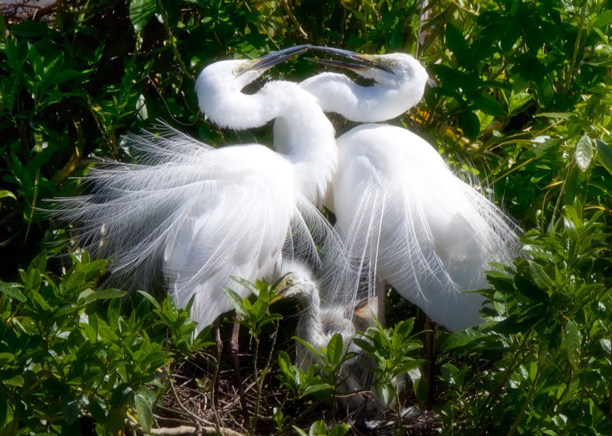 Великий белый эгрет птица