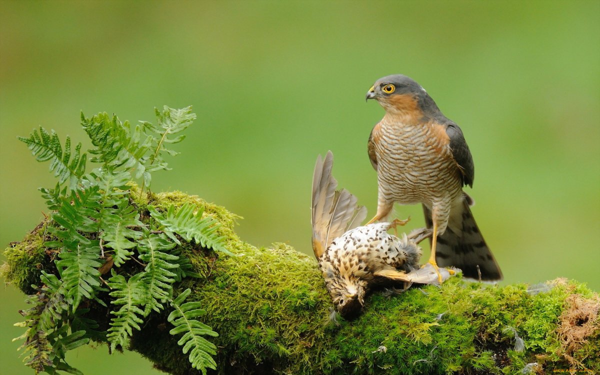 Звери, птицы