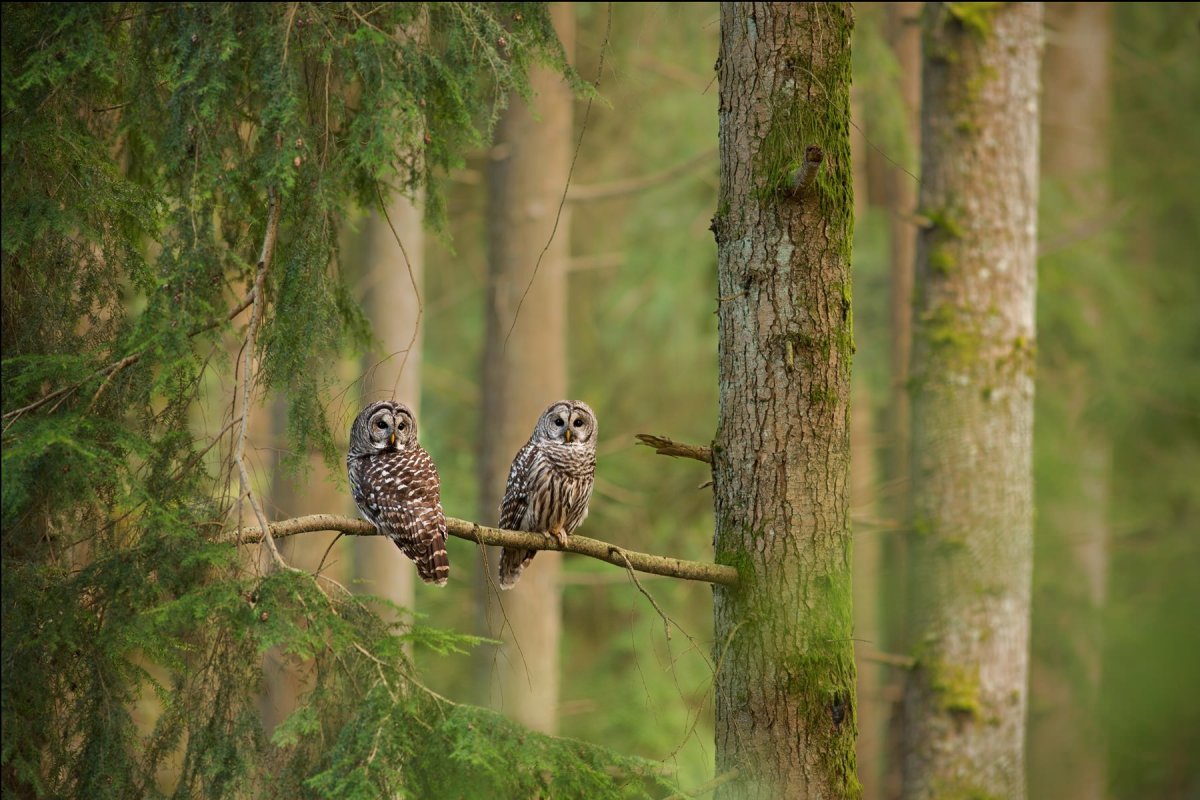 Птицы русского леса