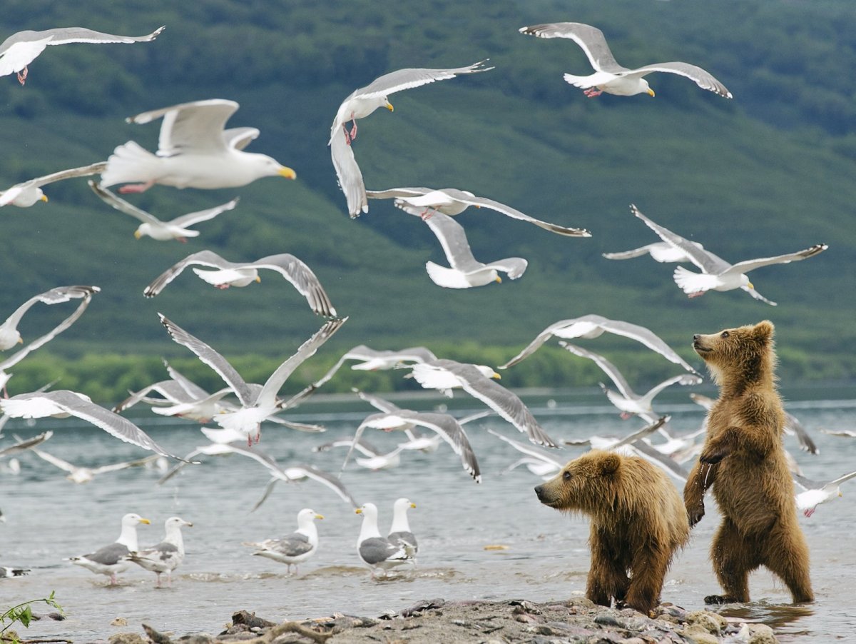Юсин Первозданная Россия Геннадий