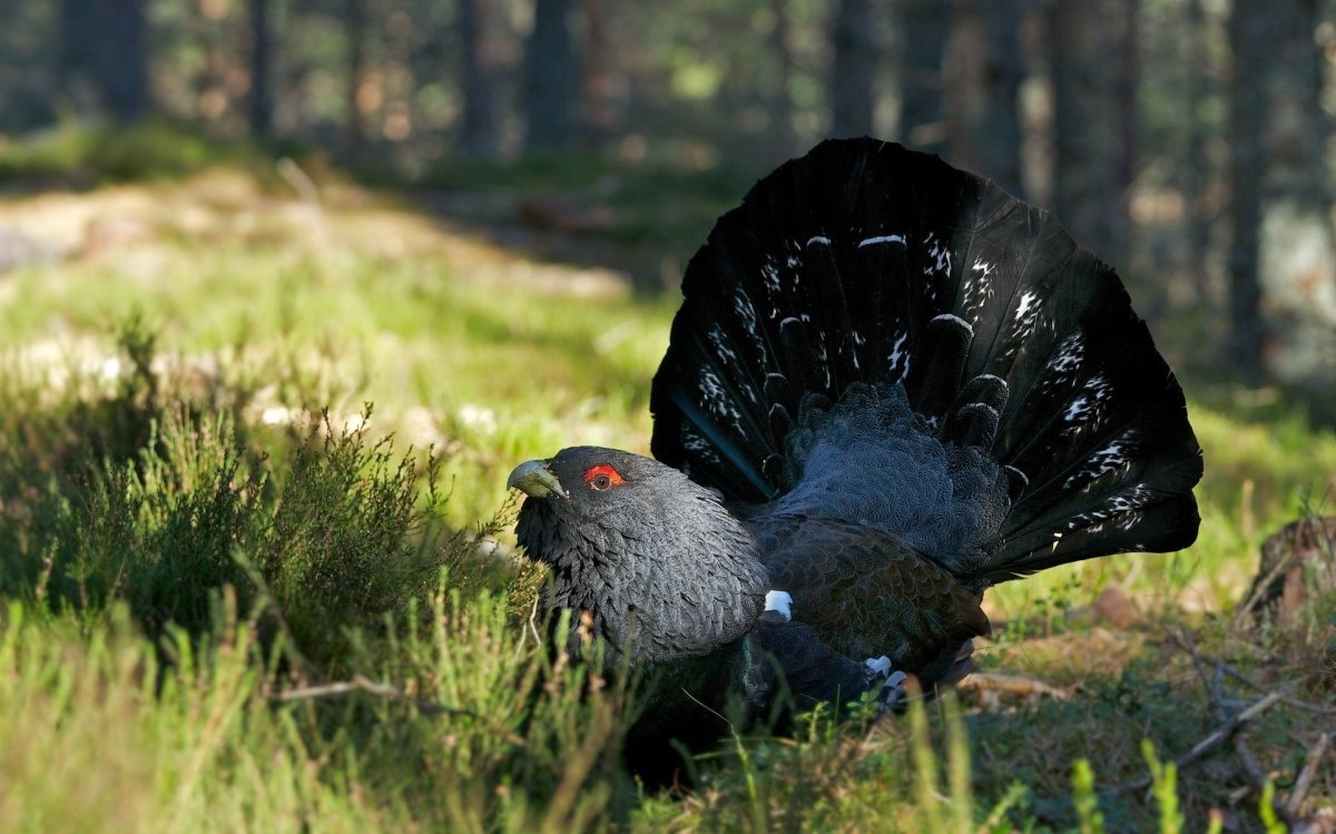Глухарь тетерев фазан