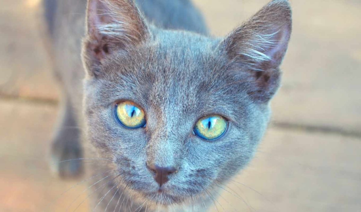 Серая кошка с голубыми глазами