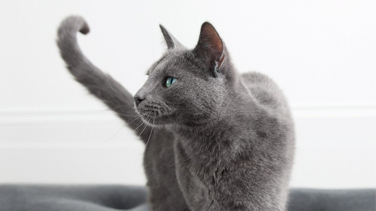 Порода кота из рекламы Шеба