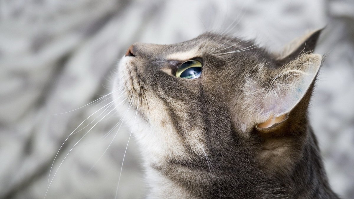 Кошачья морда в профиль