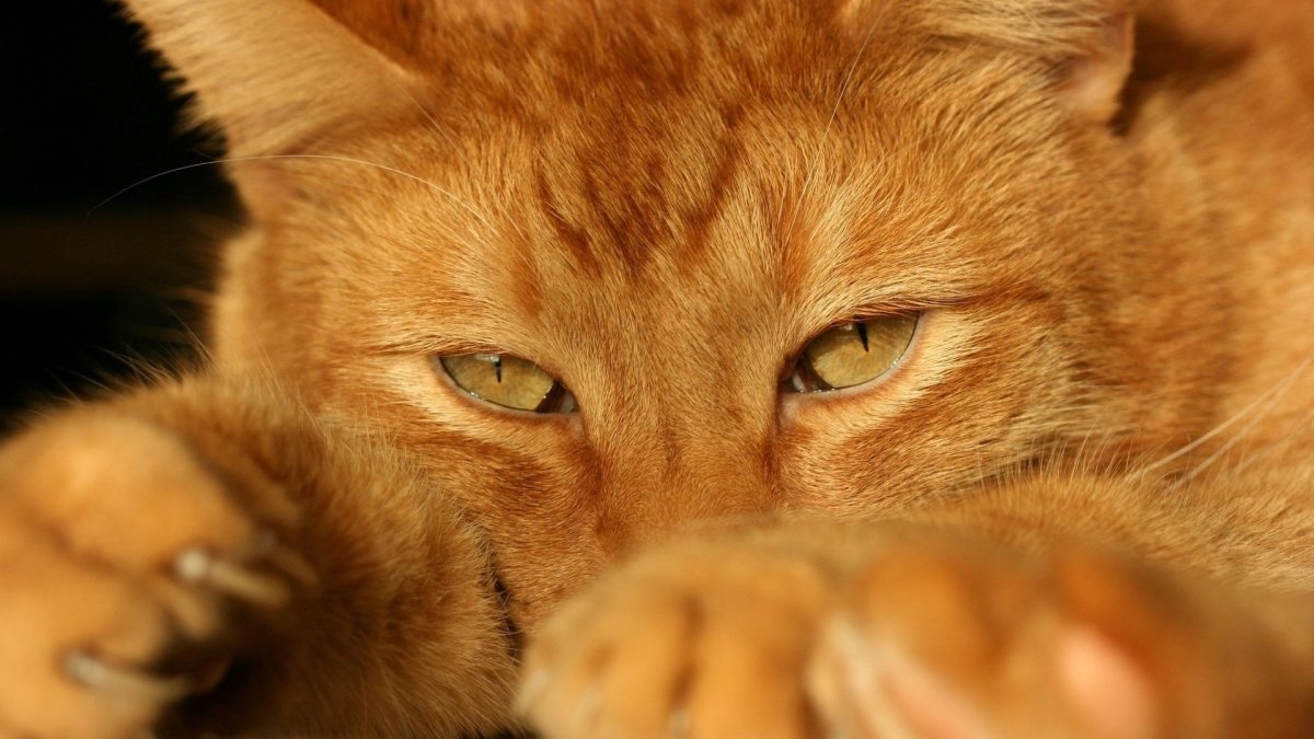 Рыжий котик