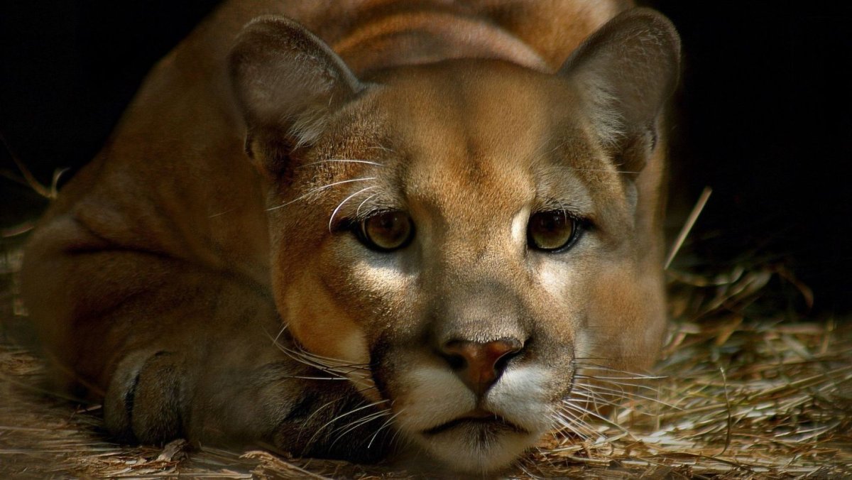 Восточная Пума вымершая