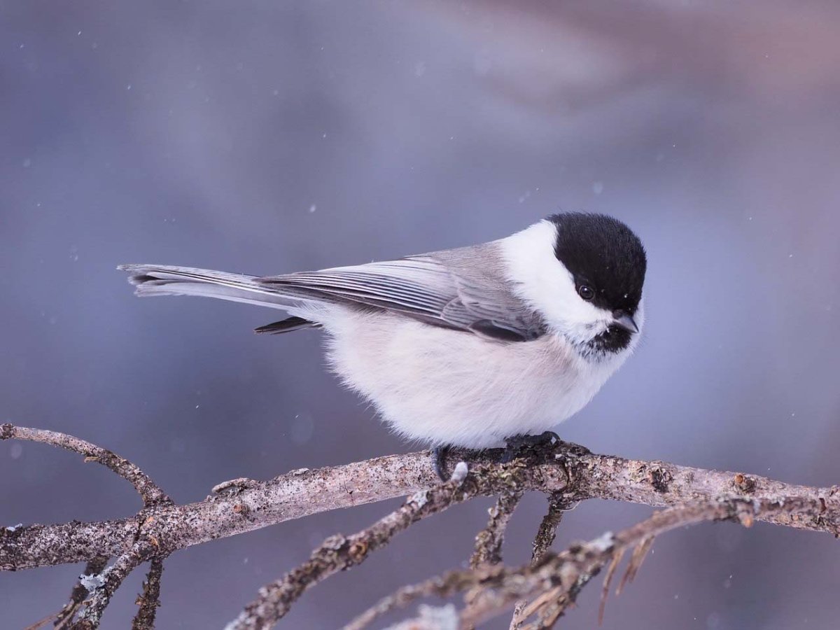Зимующие птицы Челябинской области