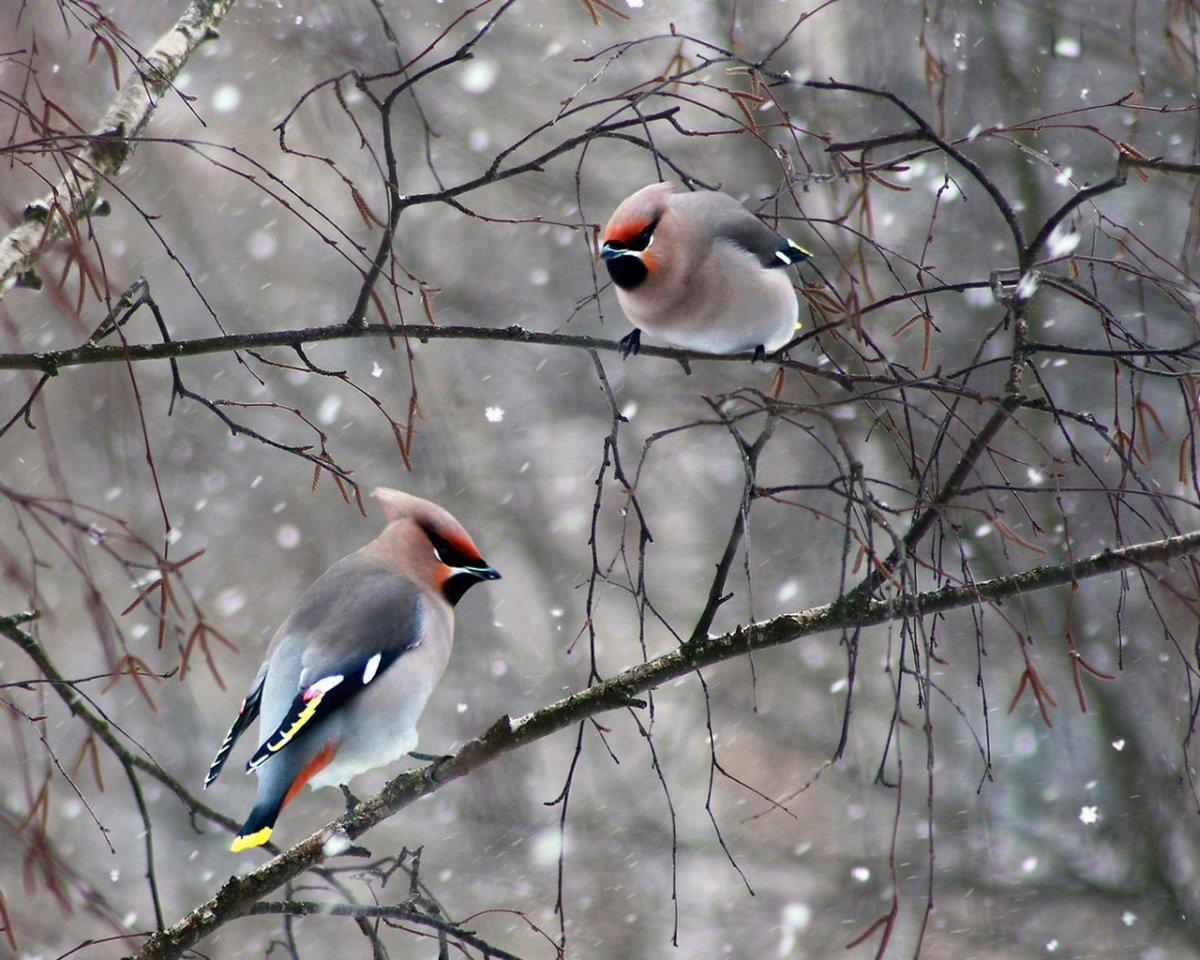 Зимние птицы свиристель