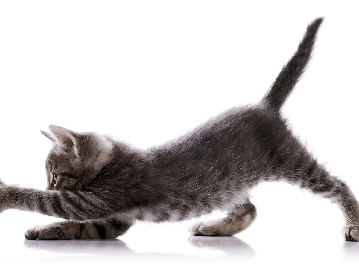 Кот лежит на прозрачном фоне