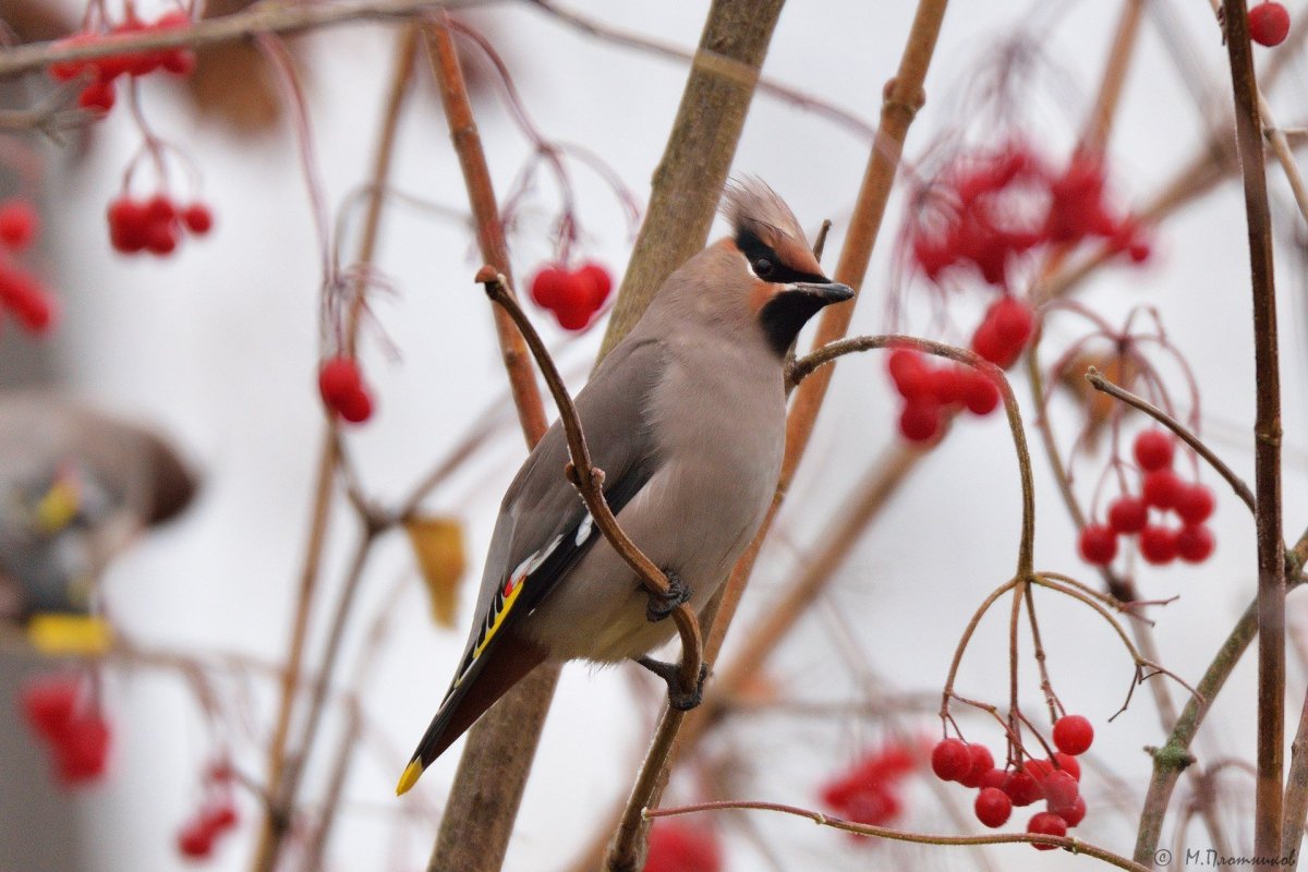 Снегирь свиристель Щур