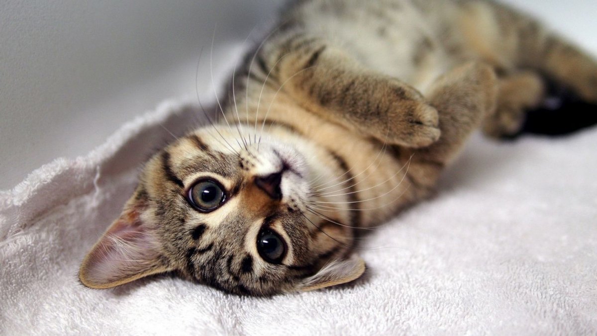 Милые котики на рабочий стол