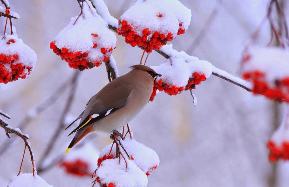 Свиристель и Снегирь