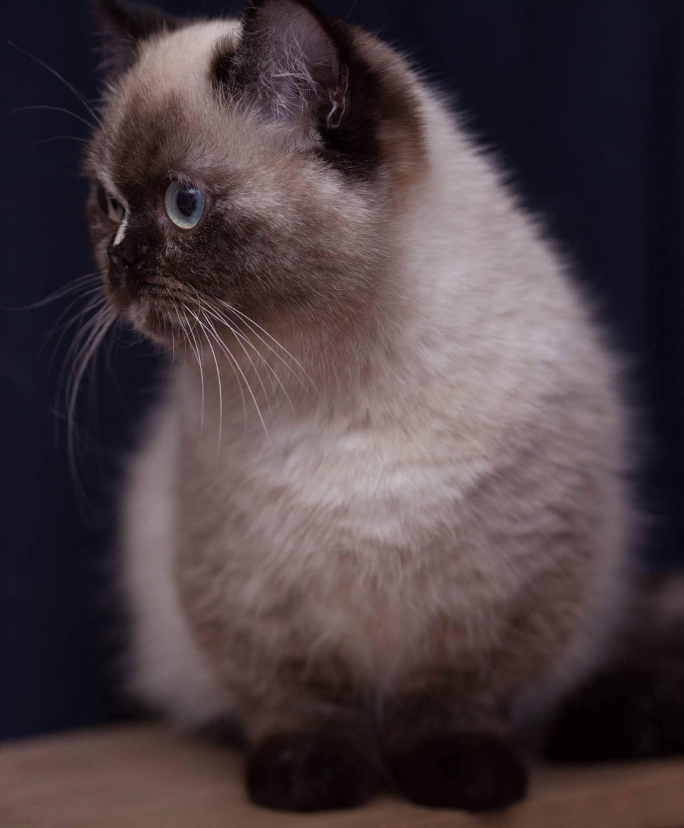 Манчкин Менуэт Наполеон