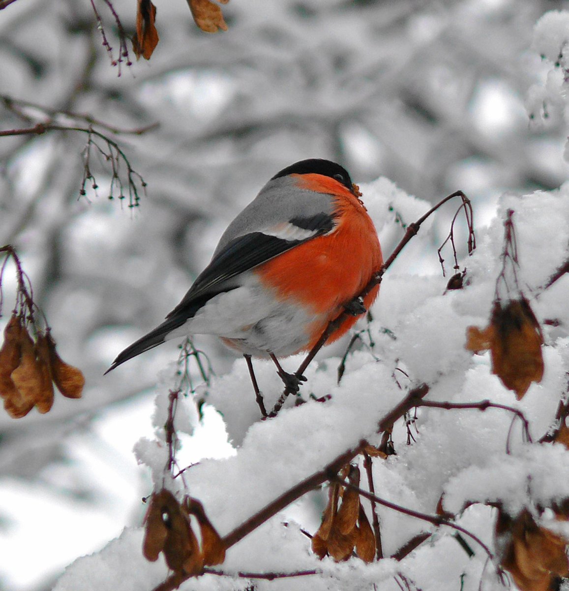 Птицы Подмосковья Снегирь