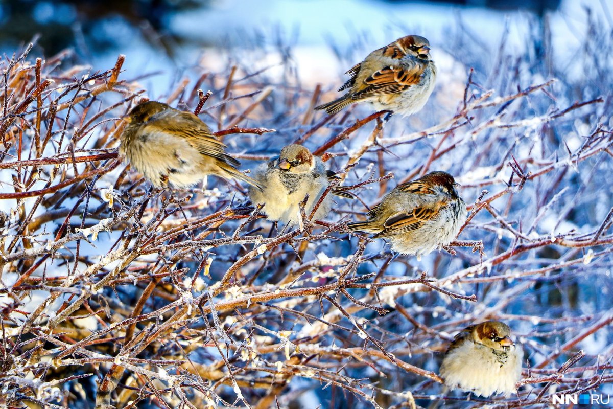 Воробьи на ветке зимой
