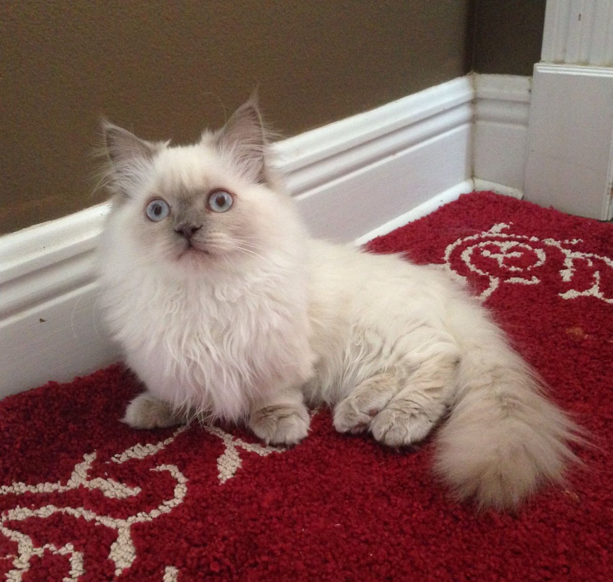 Манчкин Наполеон кошка